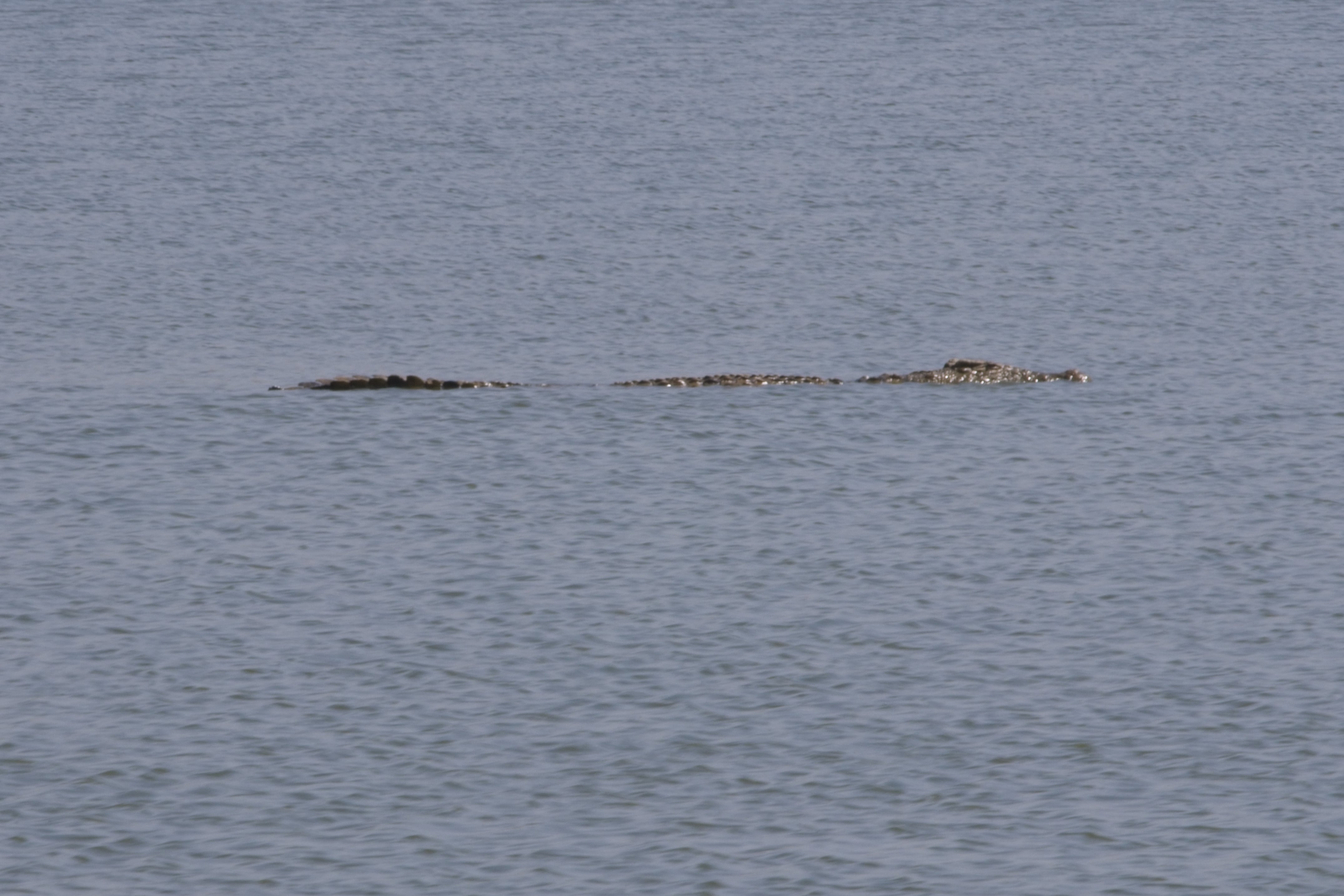 Nile Crocodile