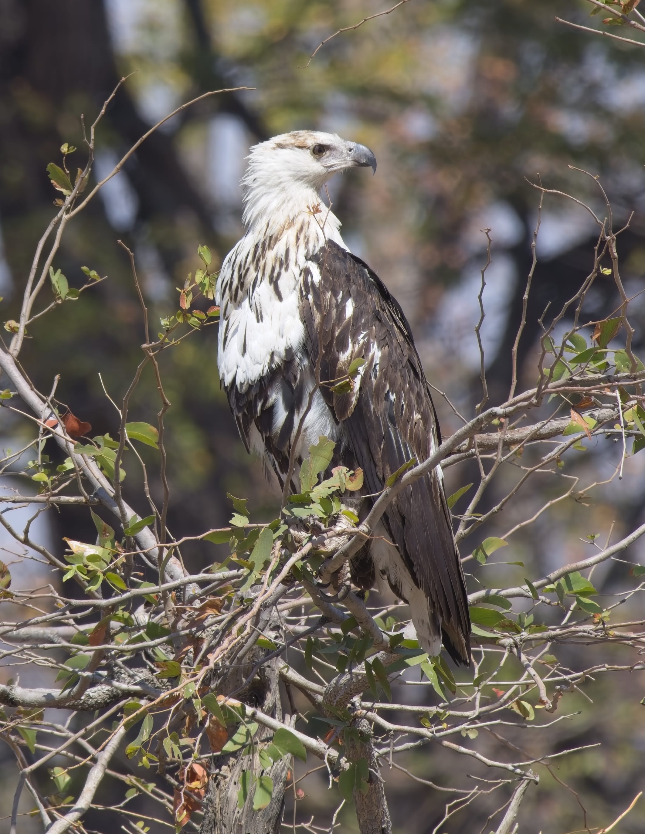 Juvenile African Fish Eagle