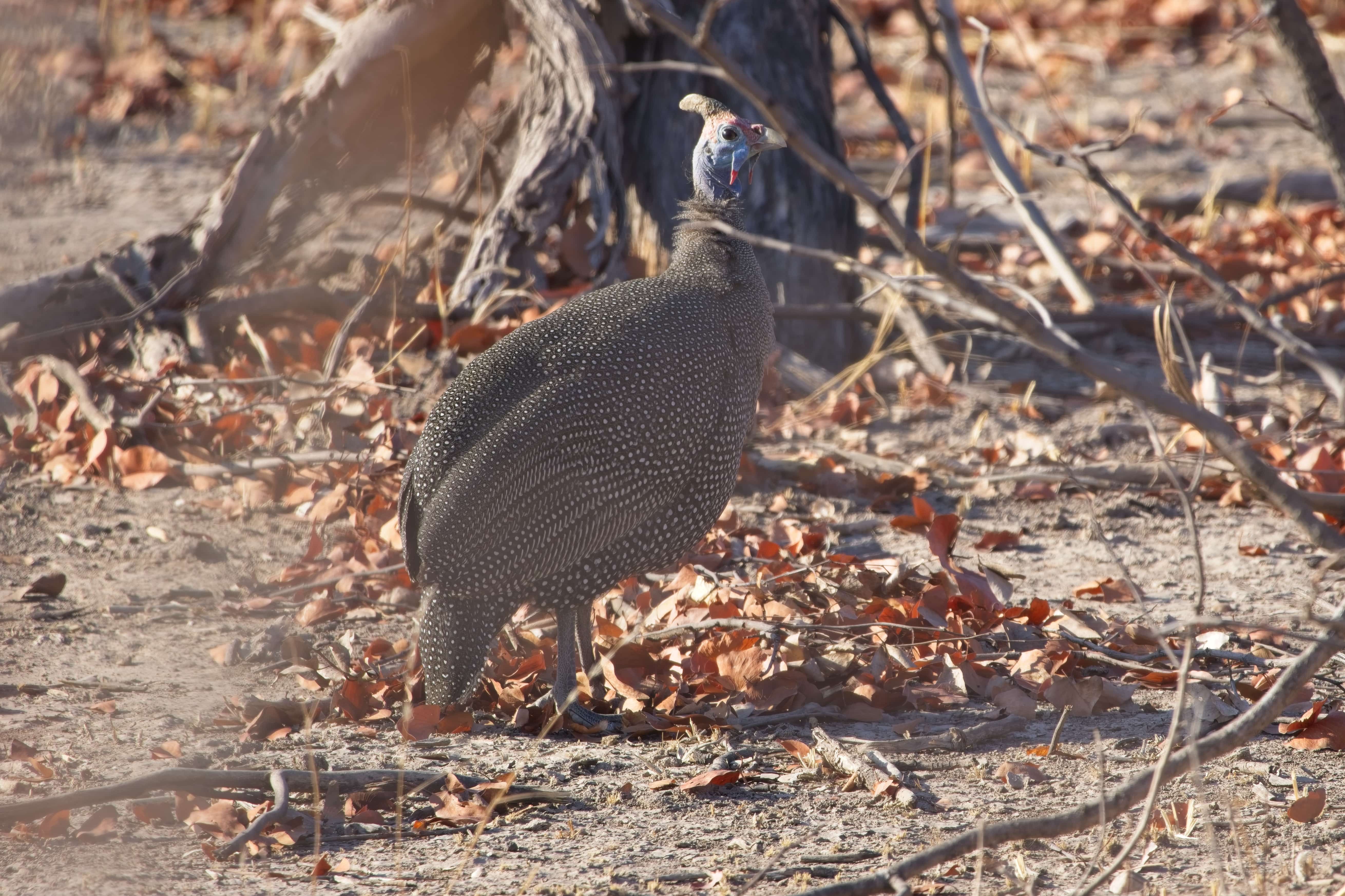 Helmeted Guineafowl