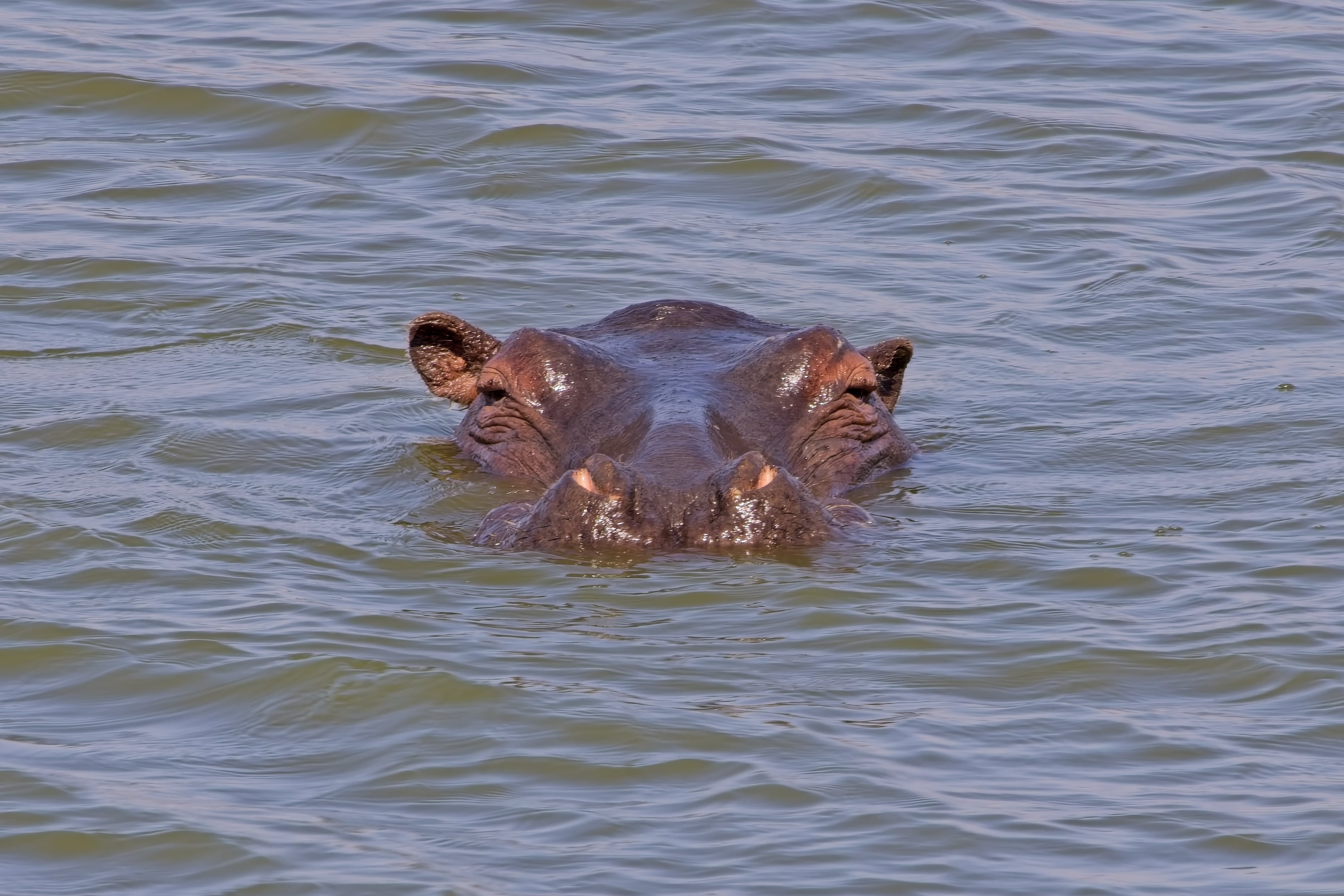 Hippopotamus