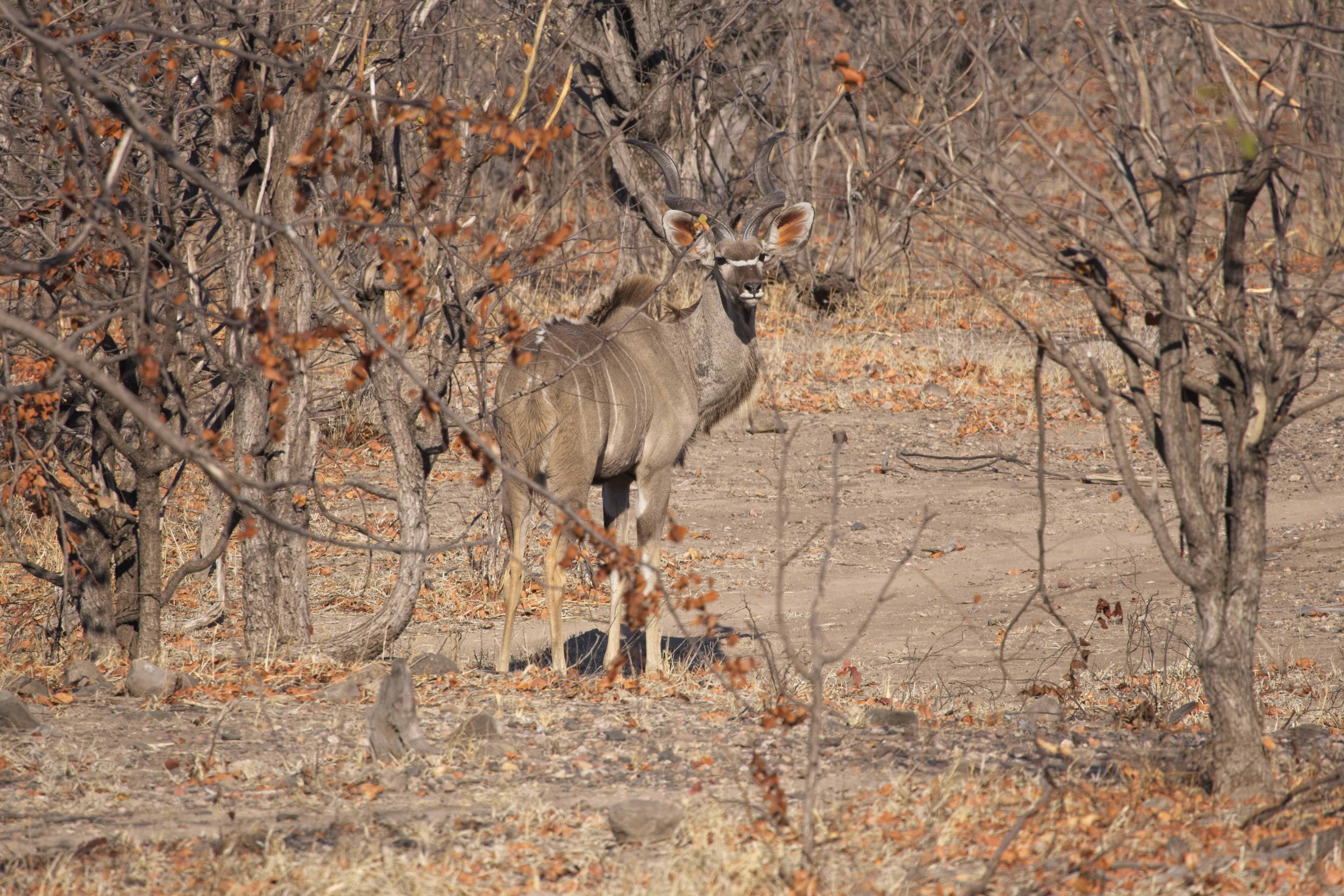 Kudu