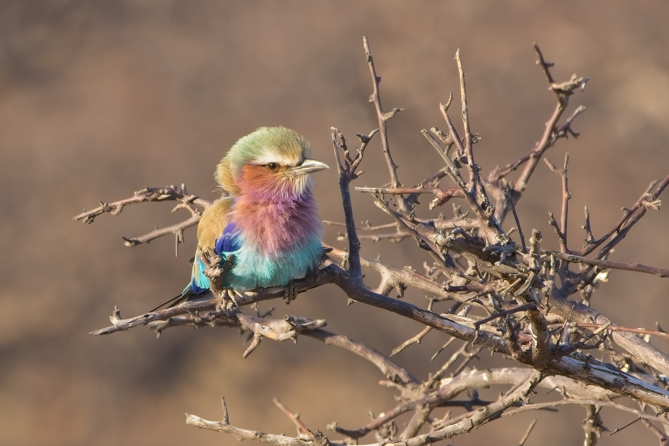 Lilac-breasted Roller