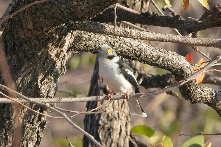 Helmetshrike