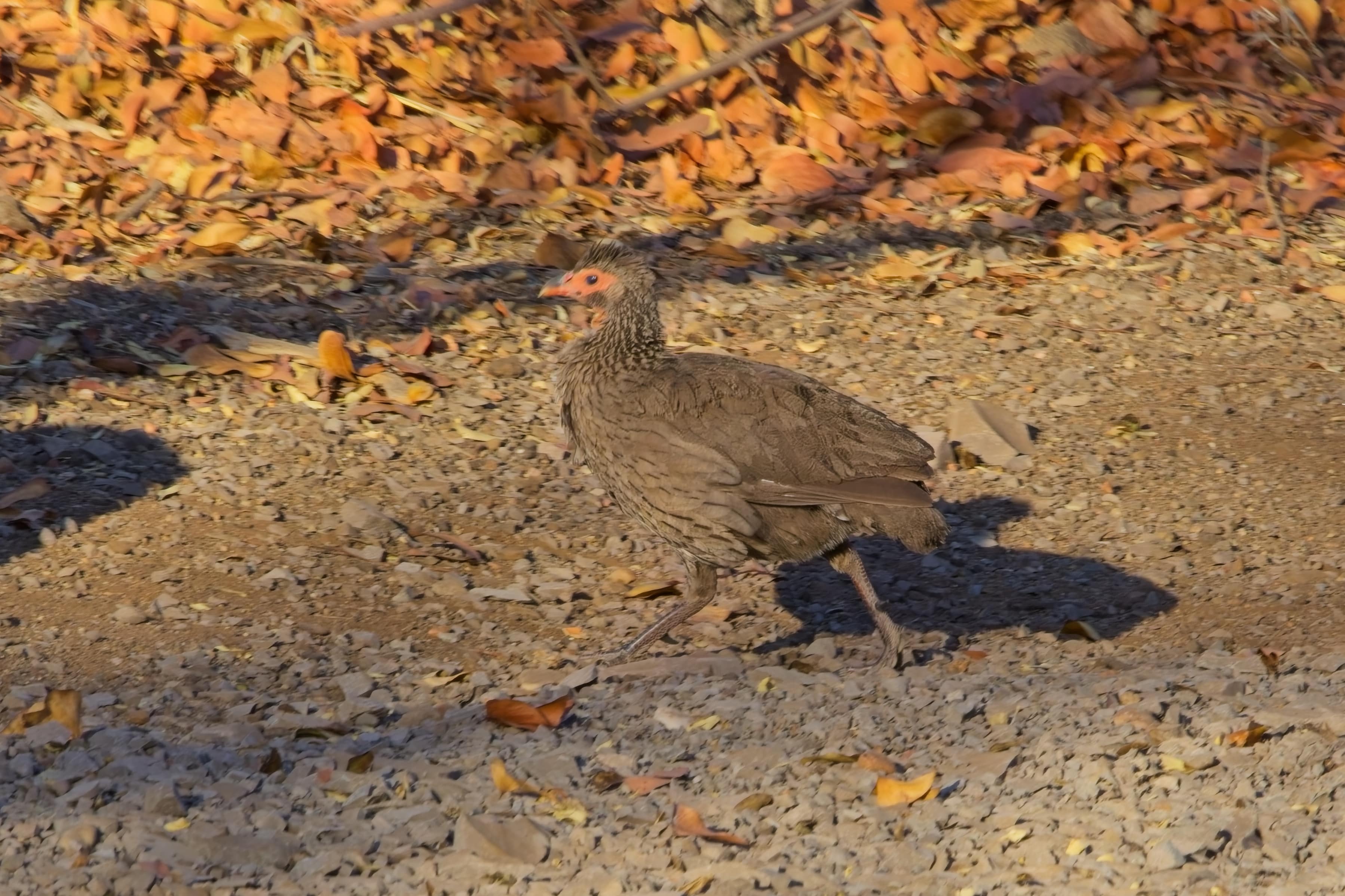 Swainsons Spurfowl