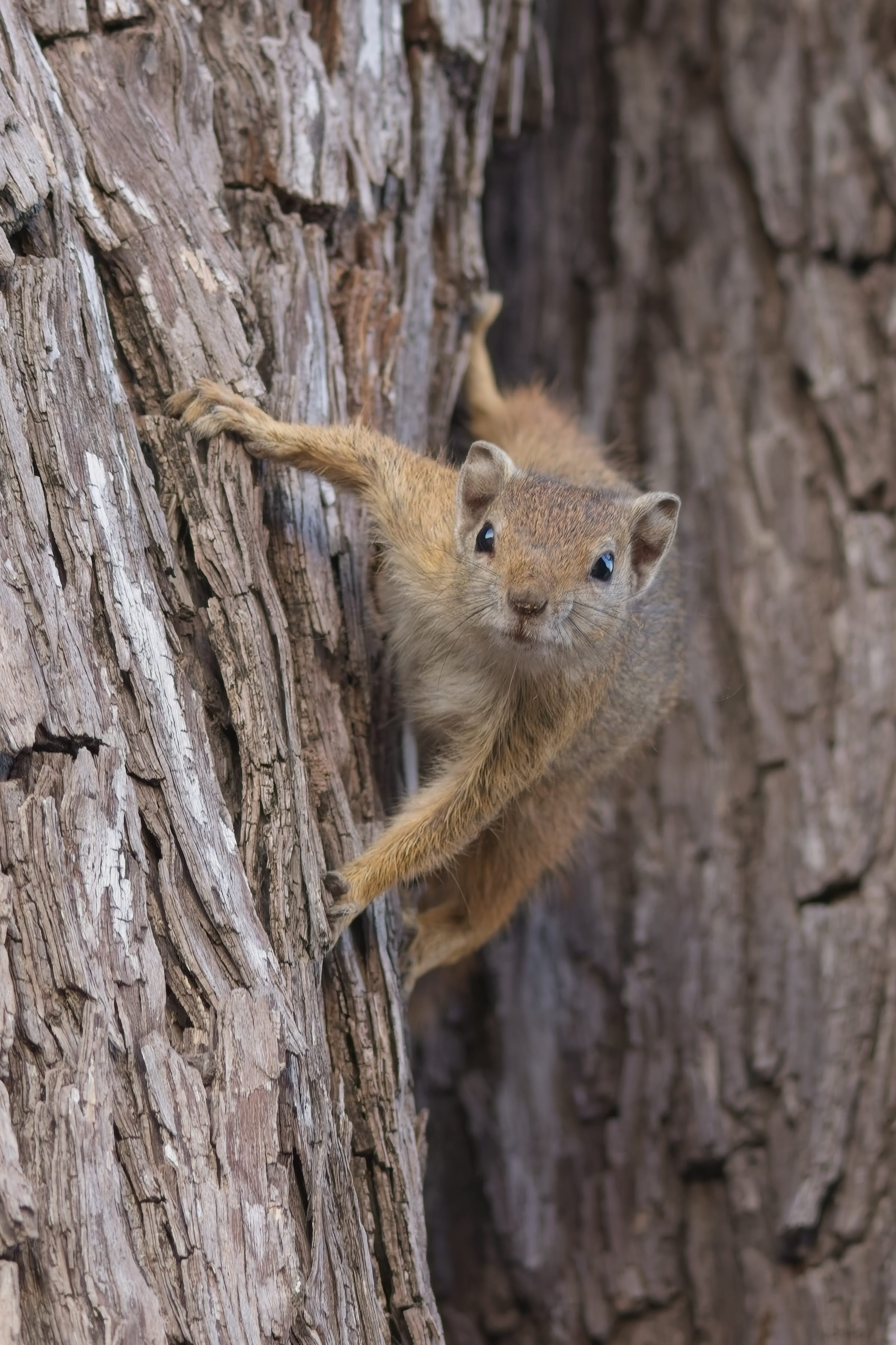 Bush Squirrel