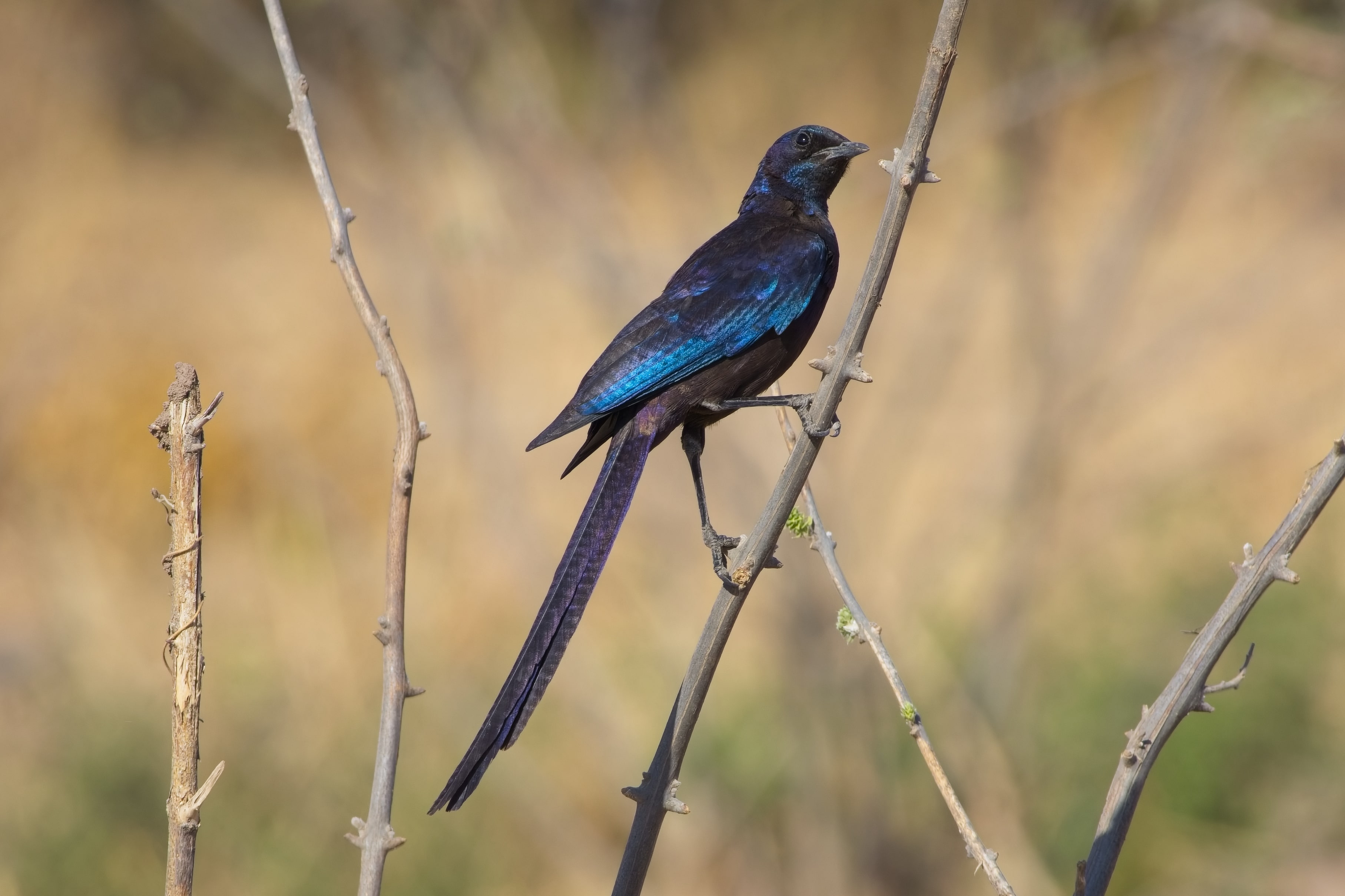 Meves&rsquo;s Starling