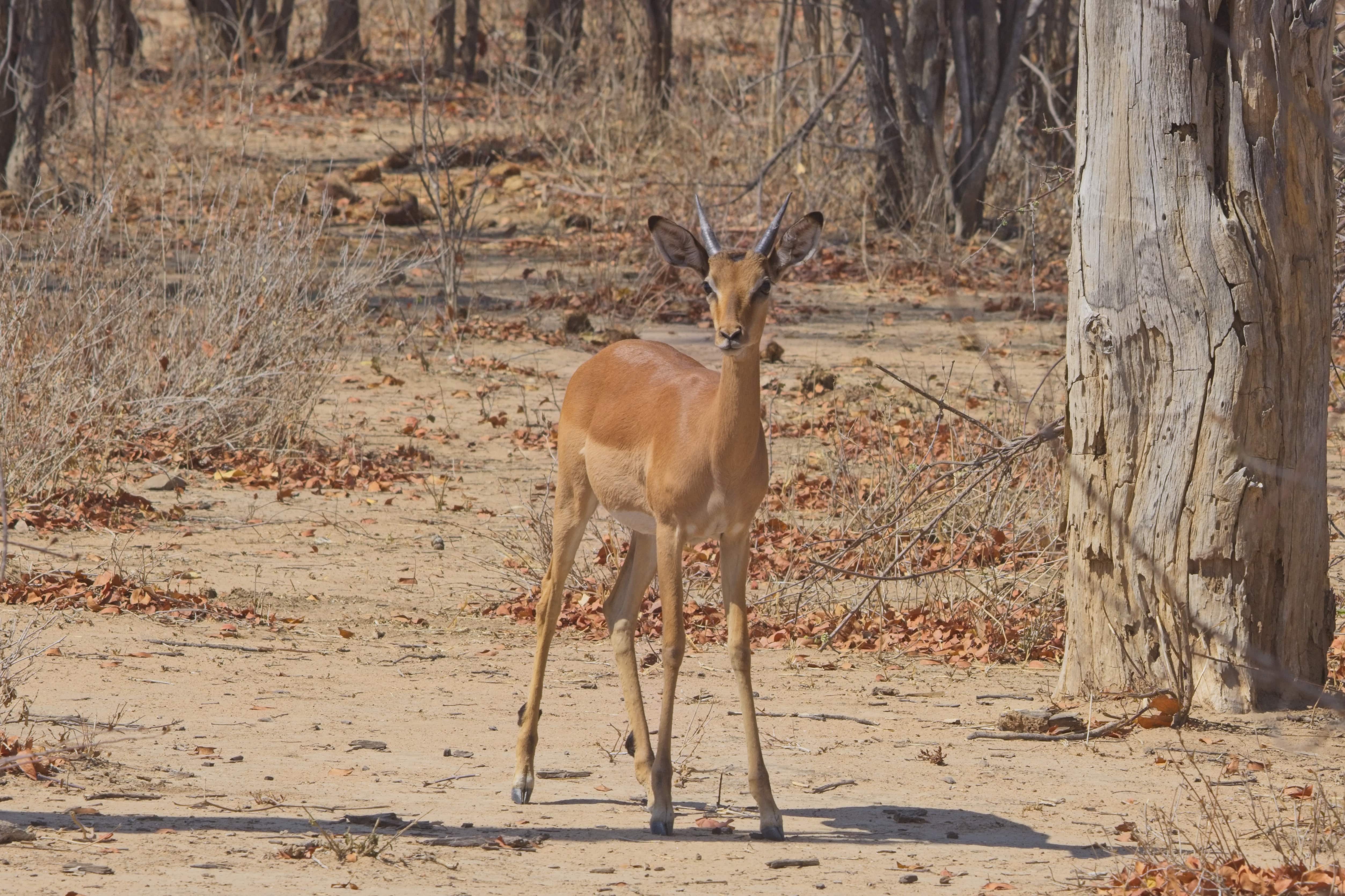 Steenbok