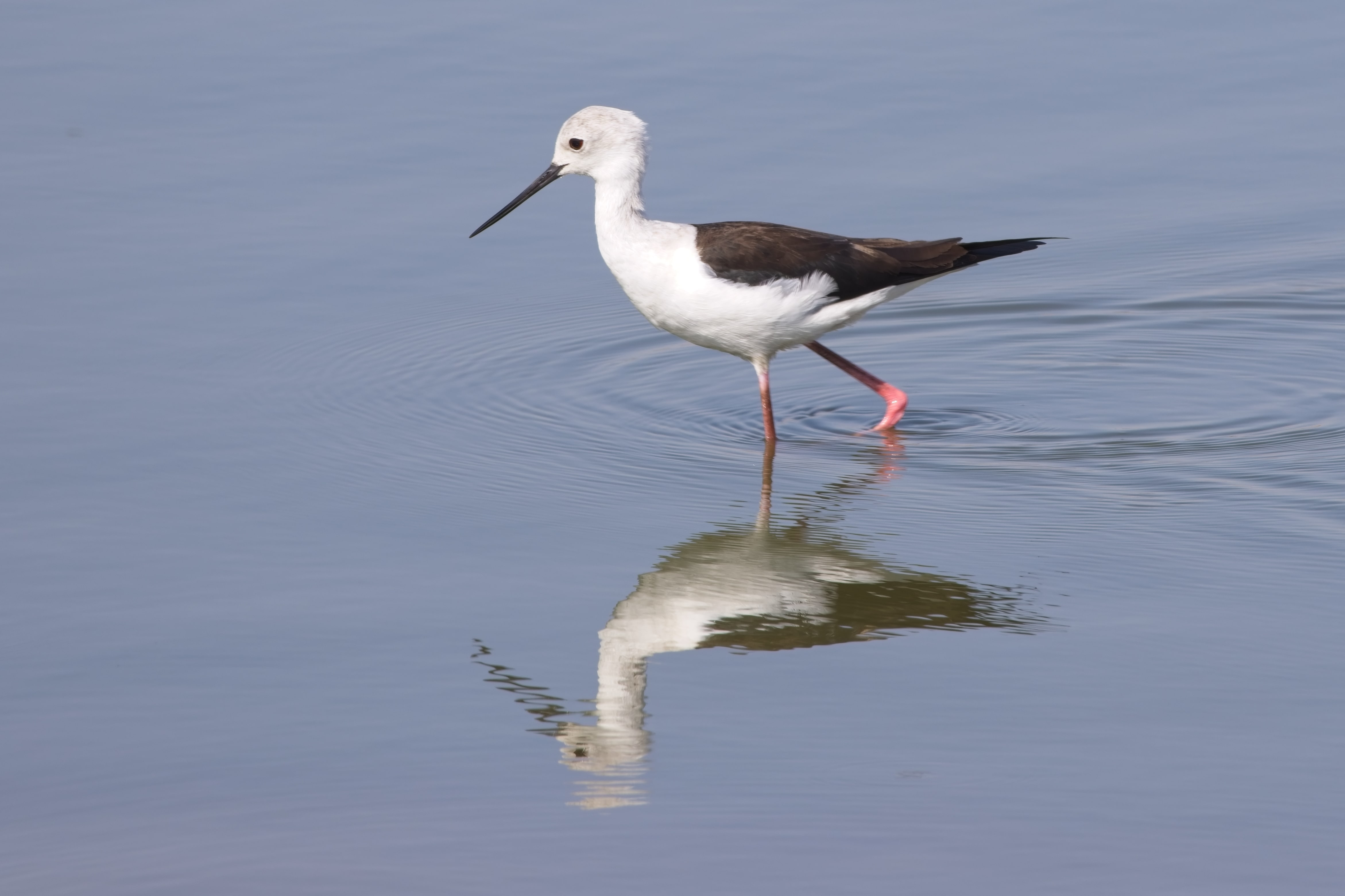 Black-winged Stilt