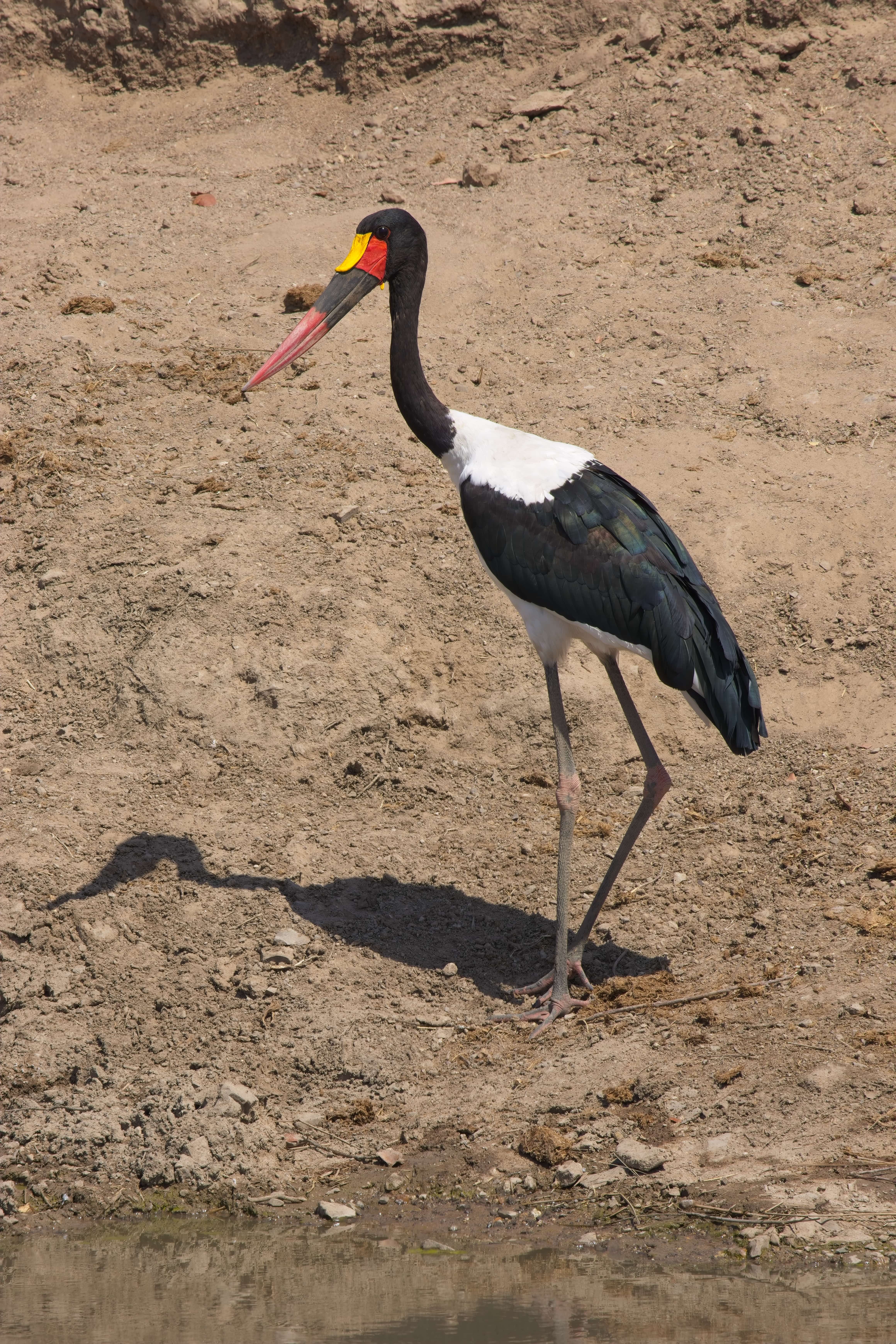 Saddle-billed Stork