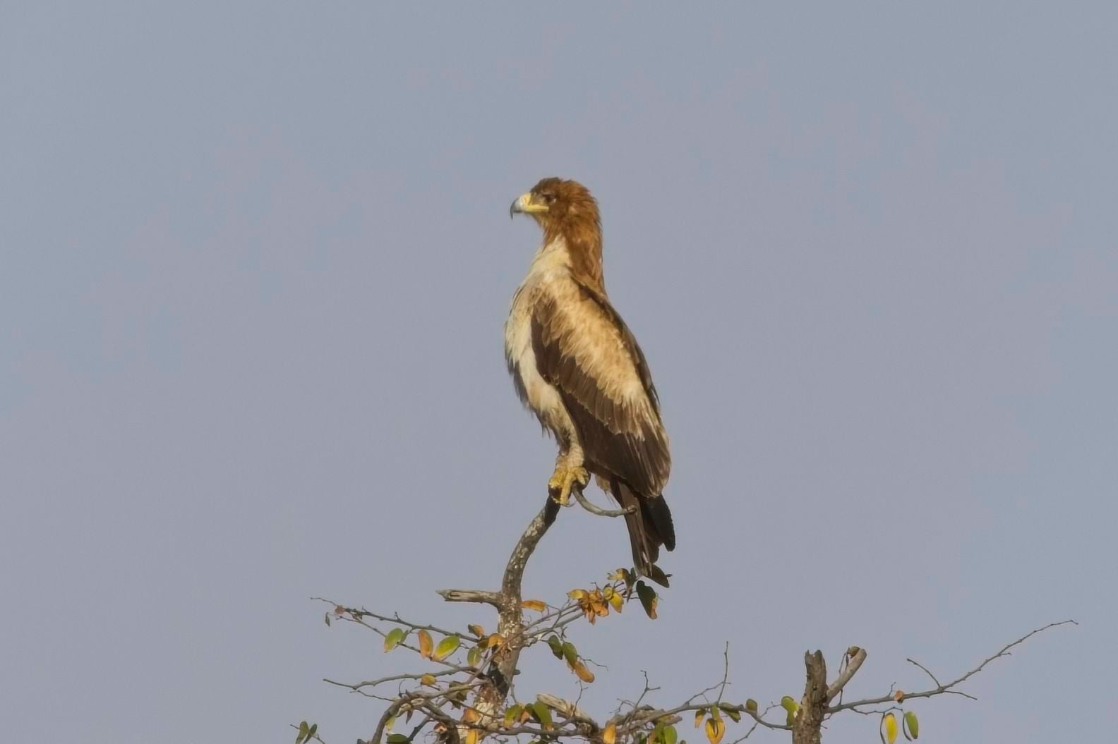 Tawny Eagle