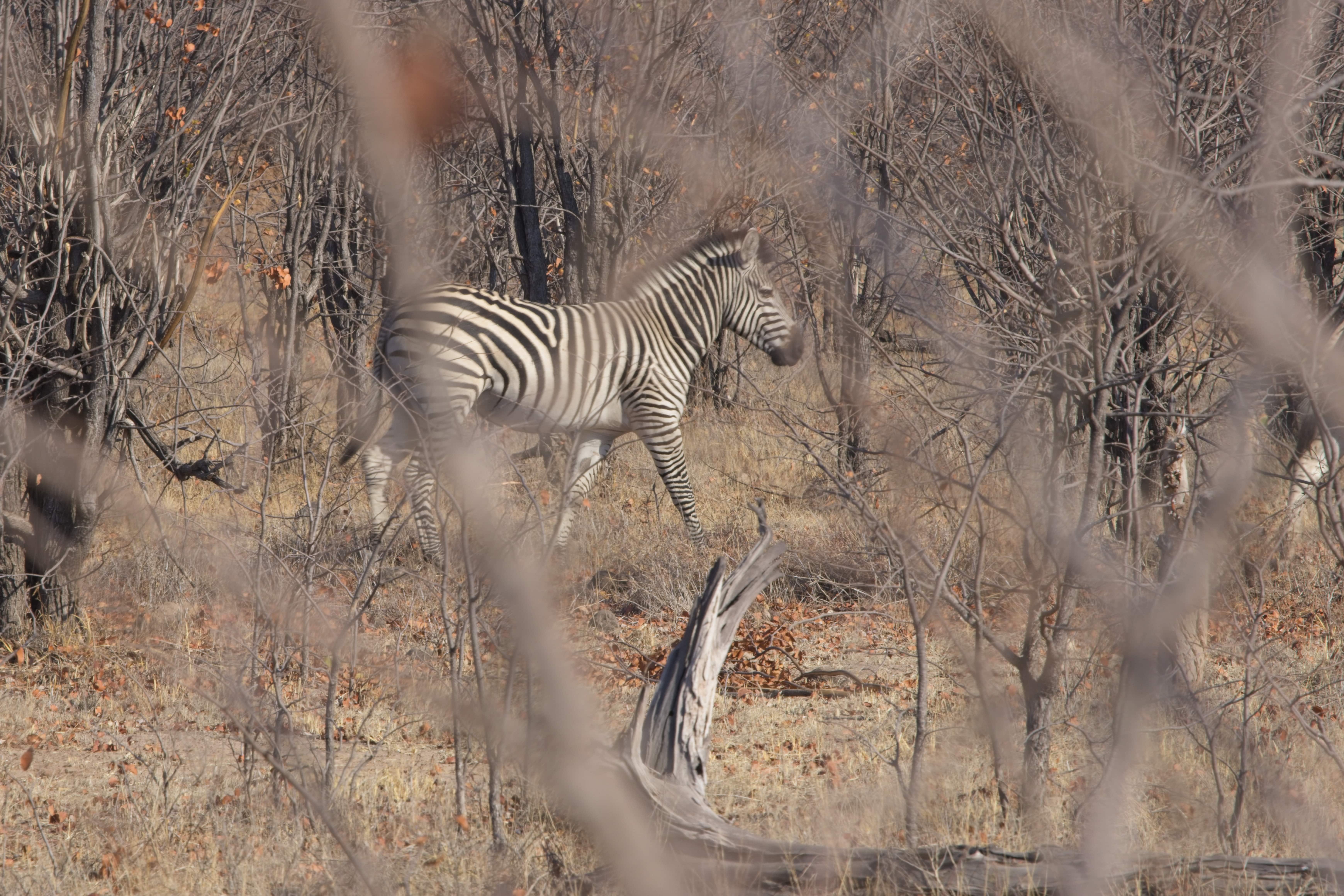 Zebra