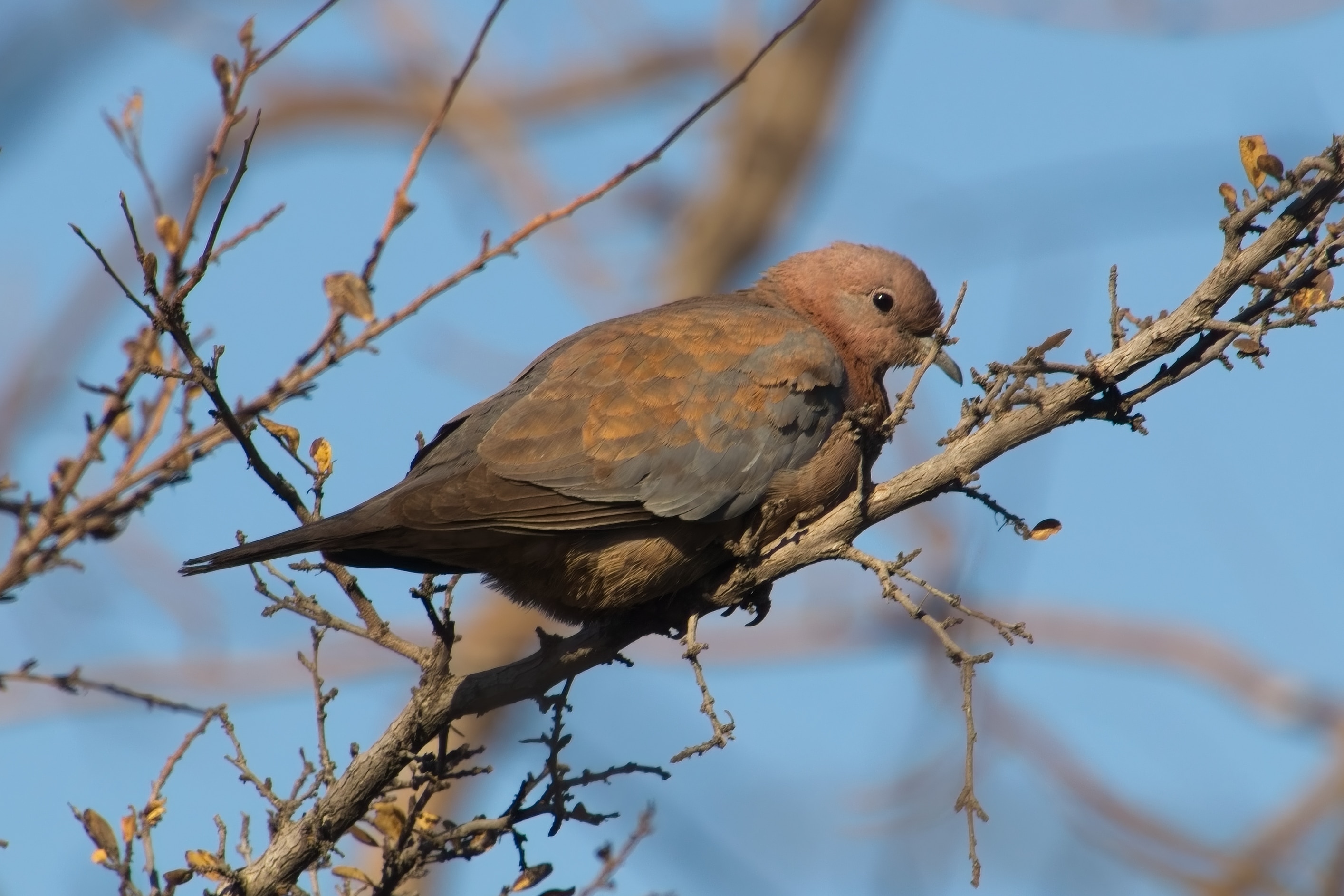 Emerald Dove