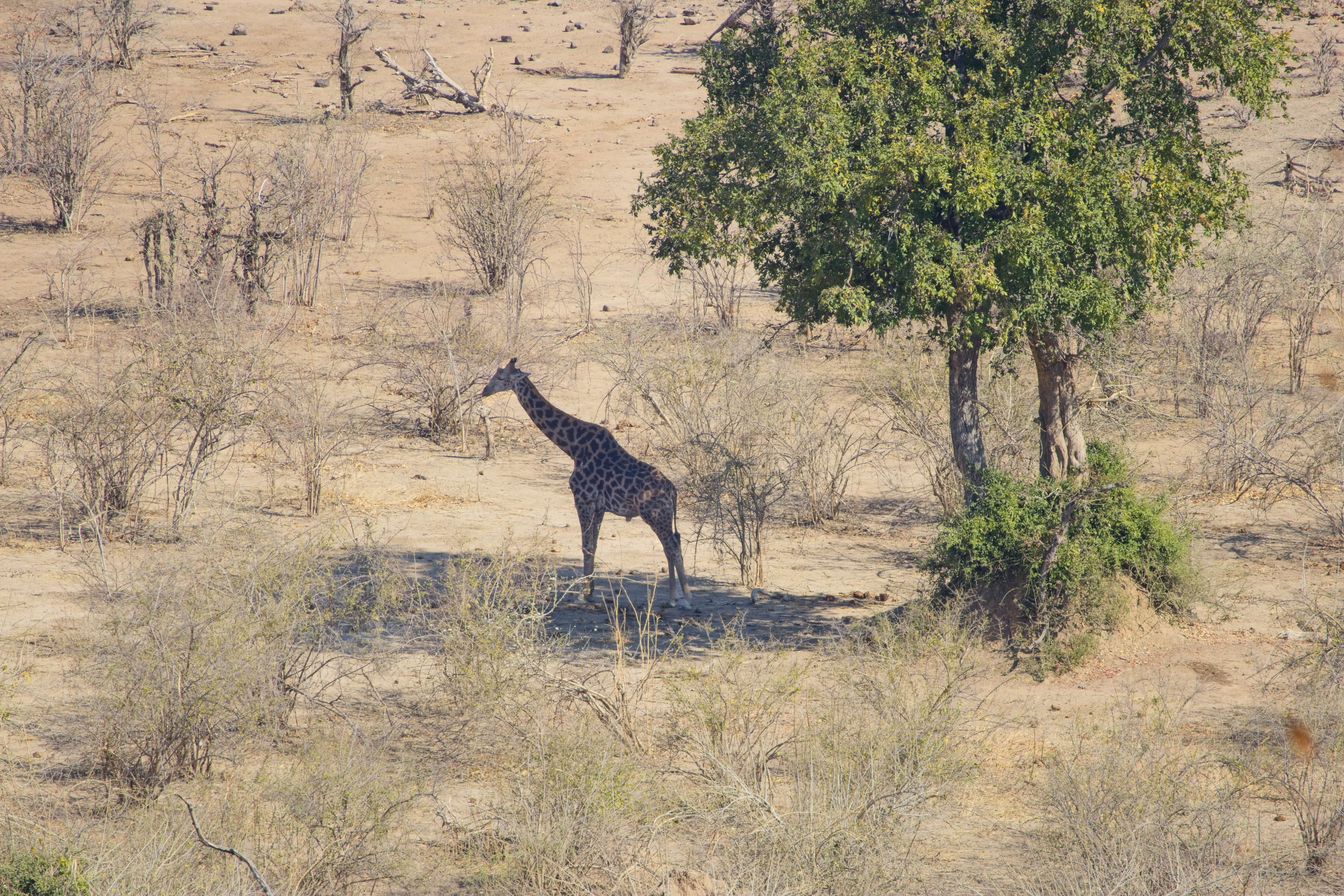 Giraffe in valley