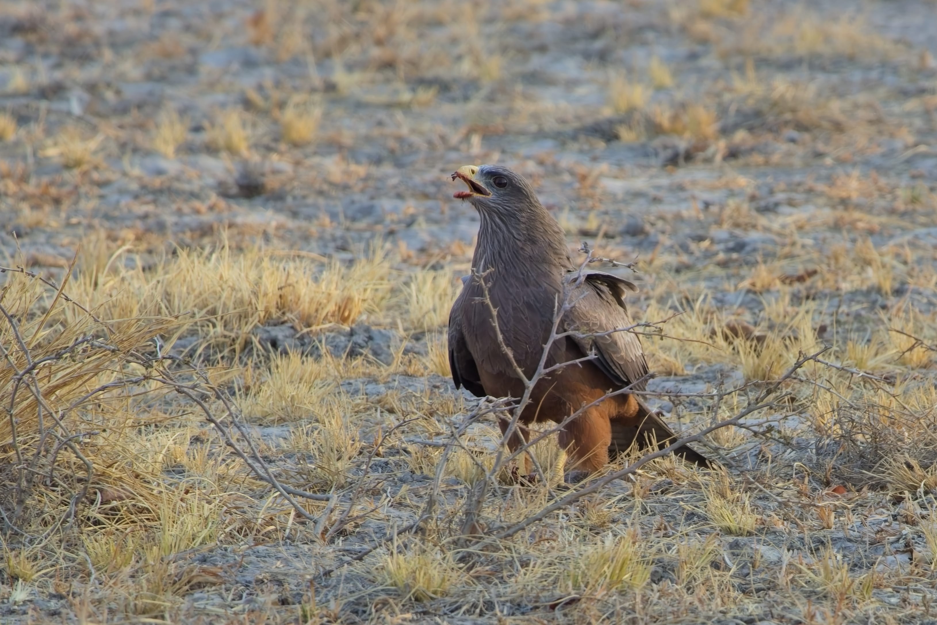 Black Kite