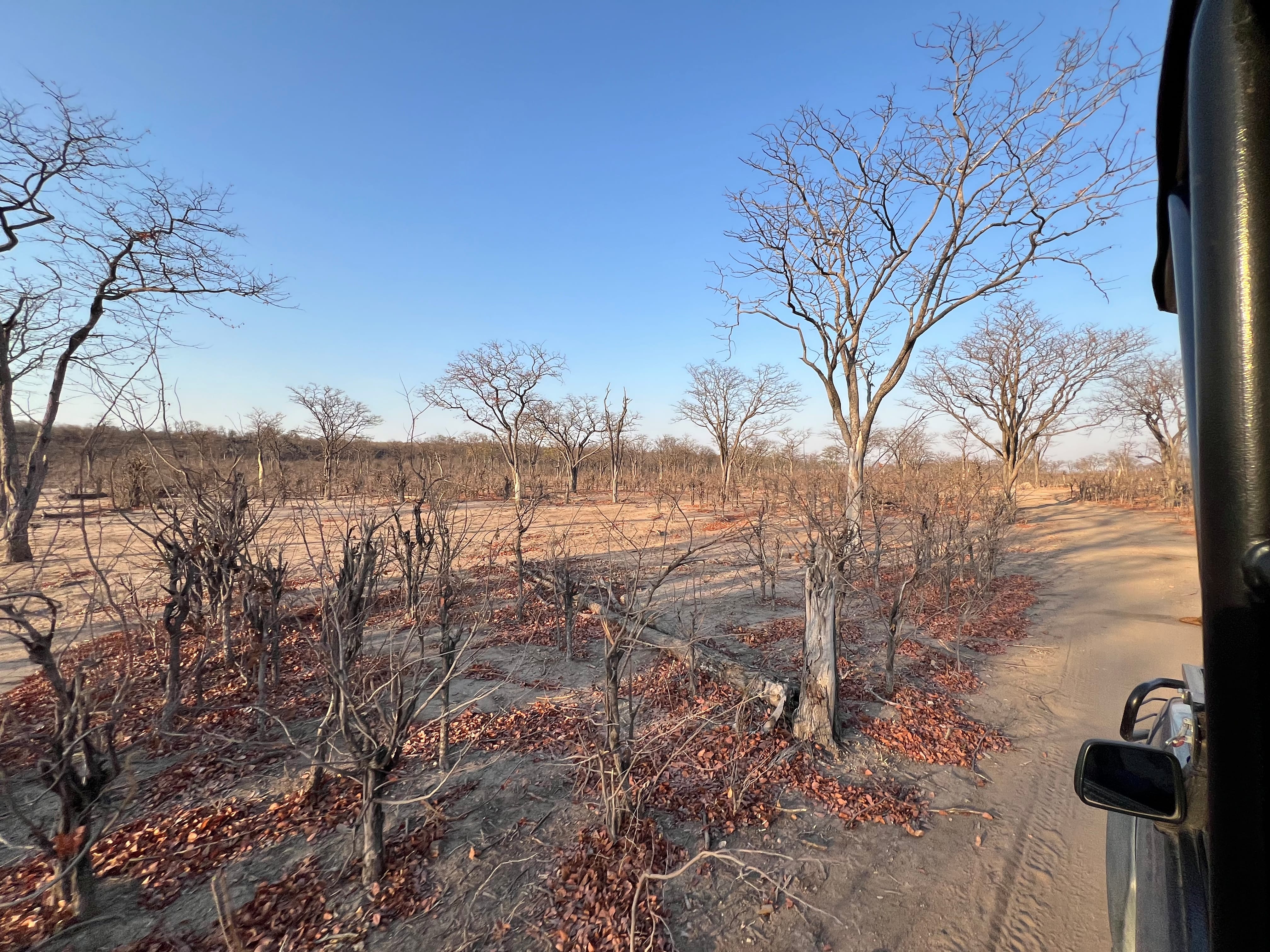 Dry forest