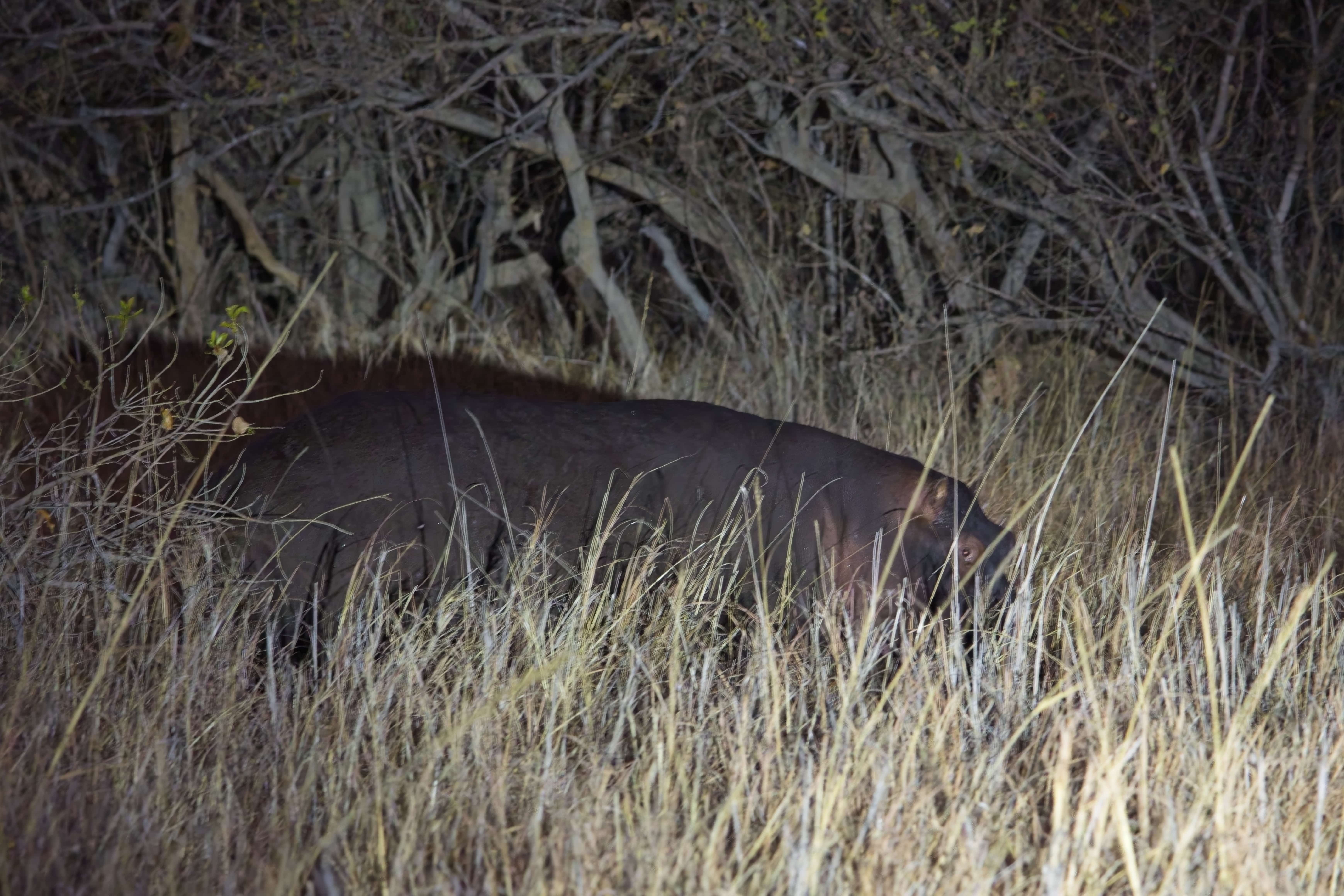 Hippopotamus out grazing