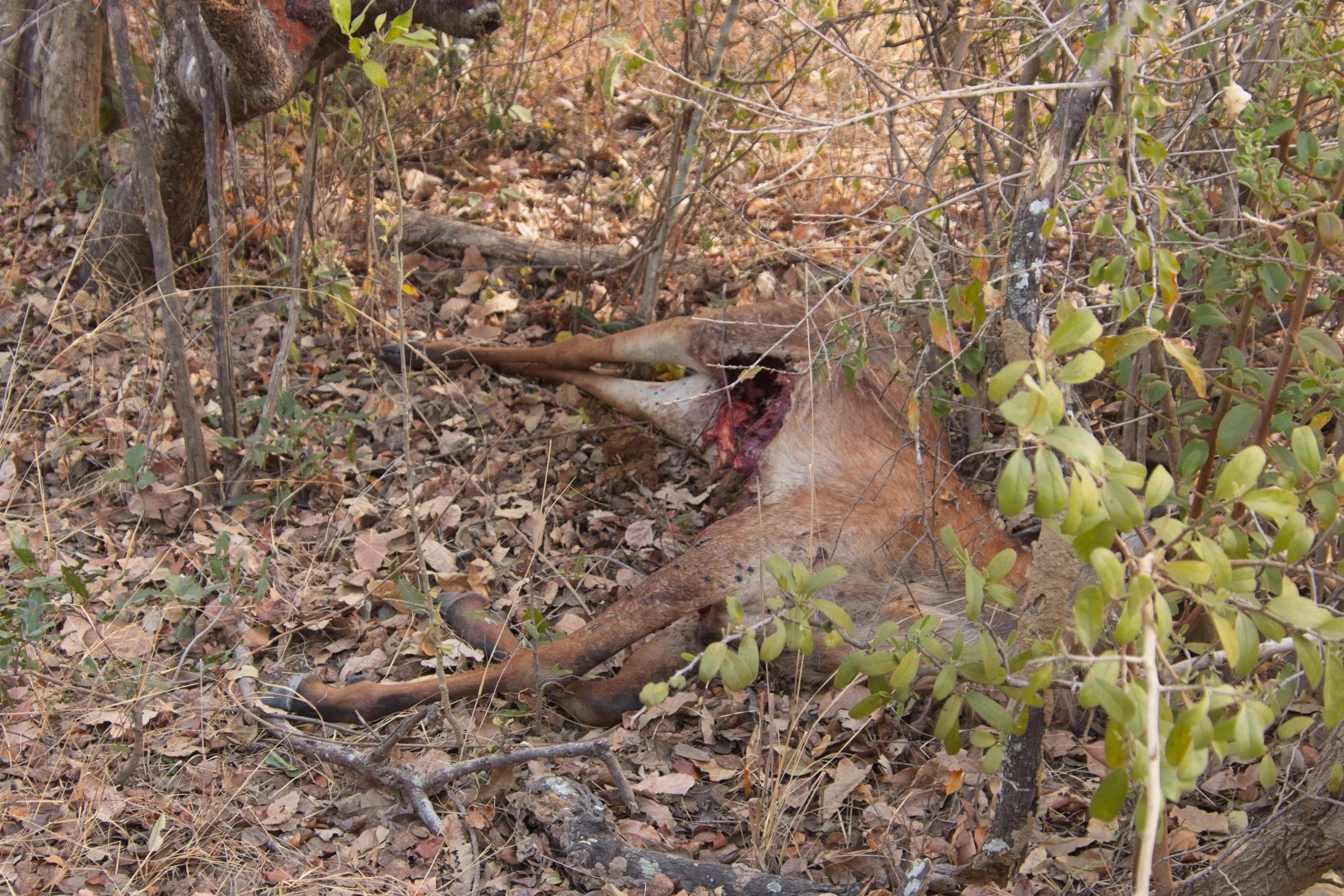 Roan Antelope kill