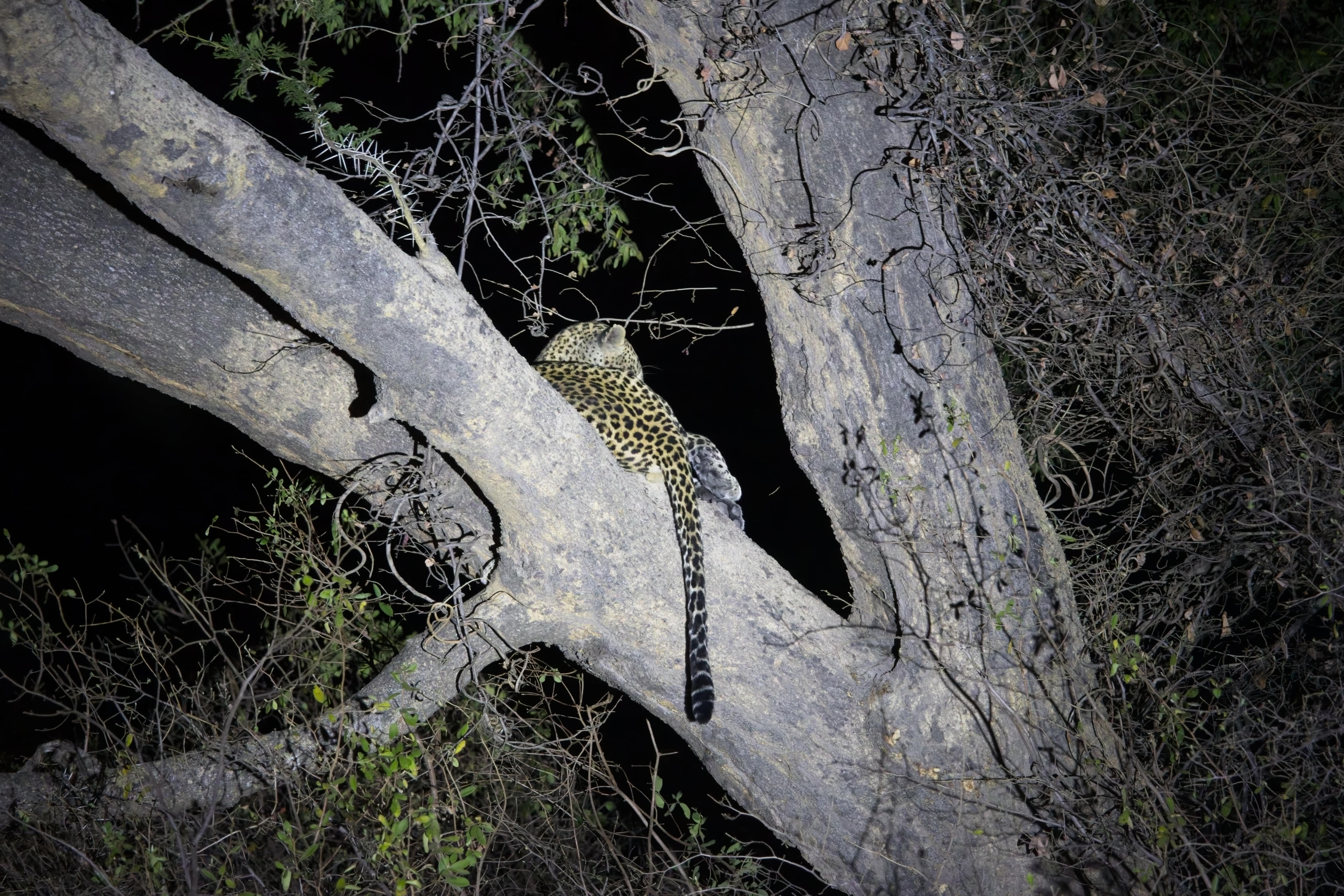 Leopard in a tree