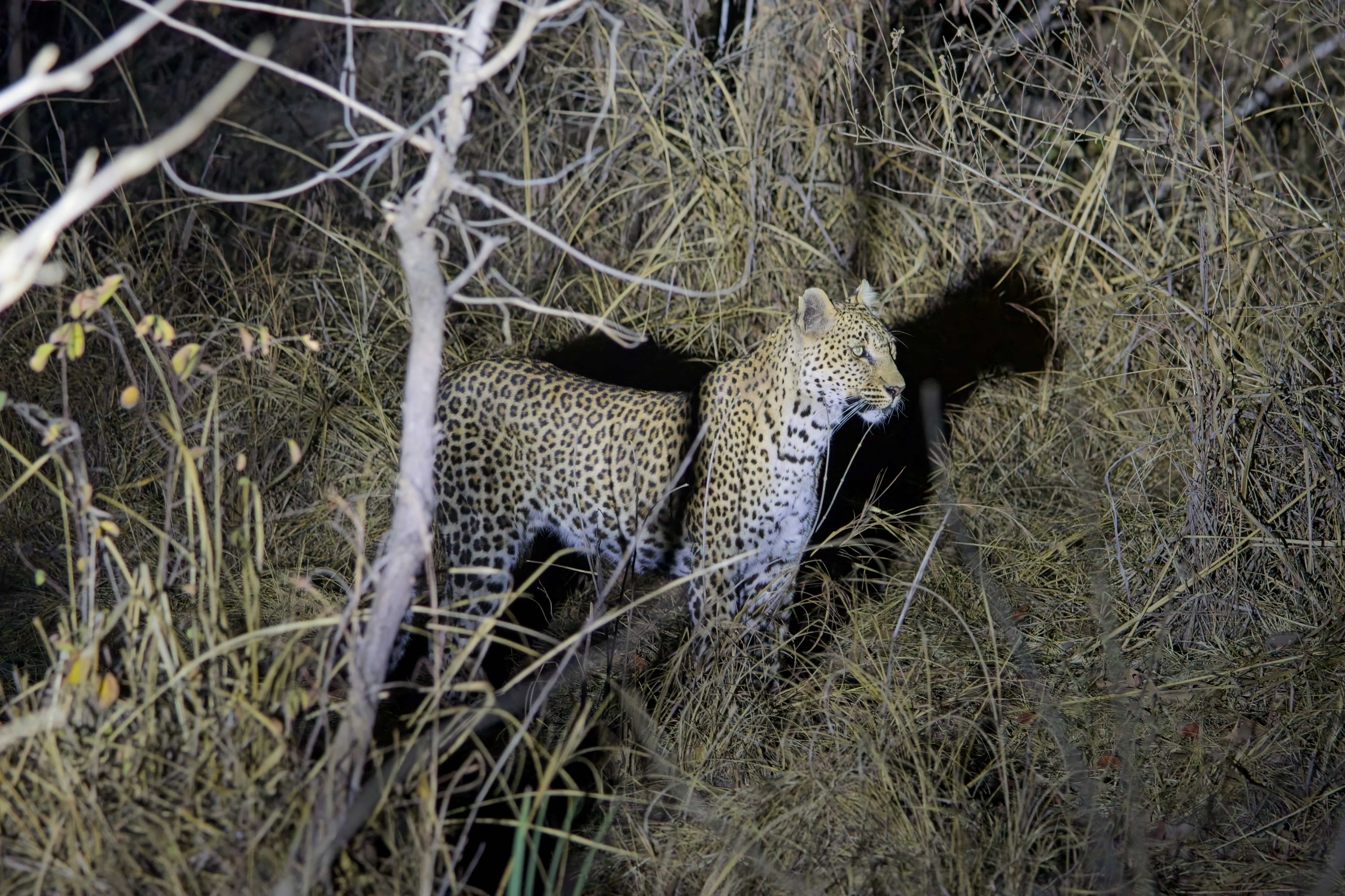 Leopard near camp