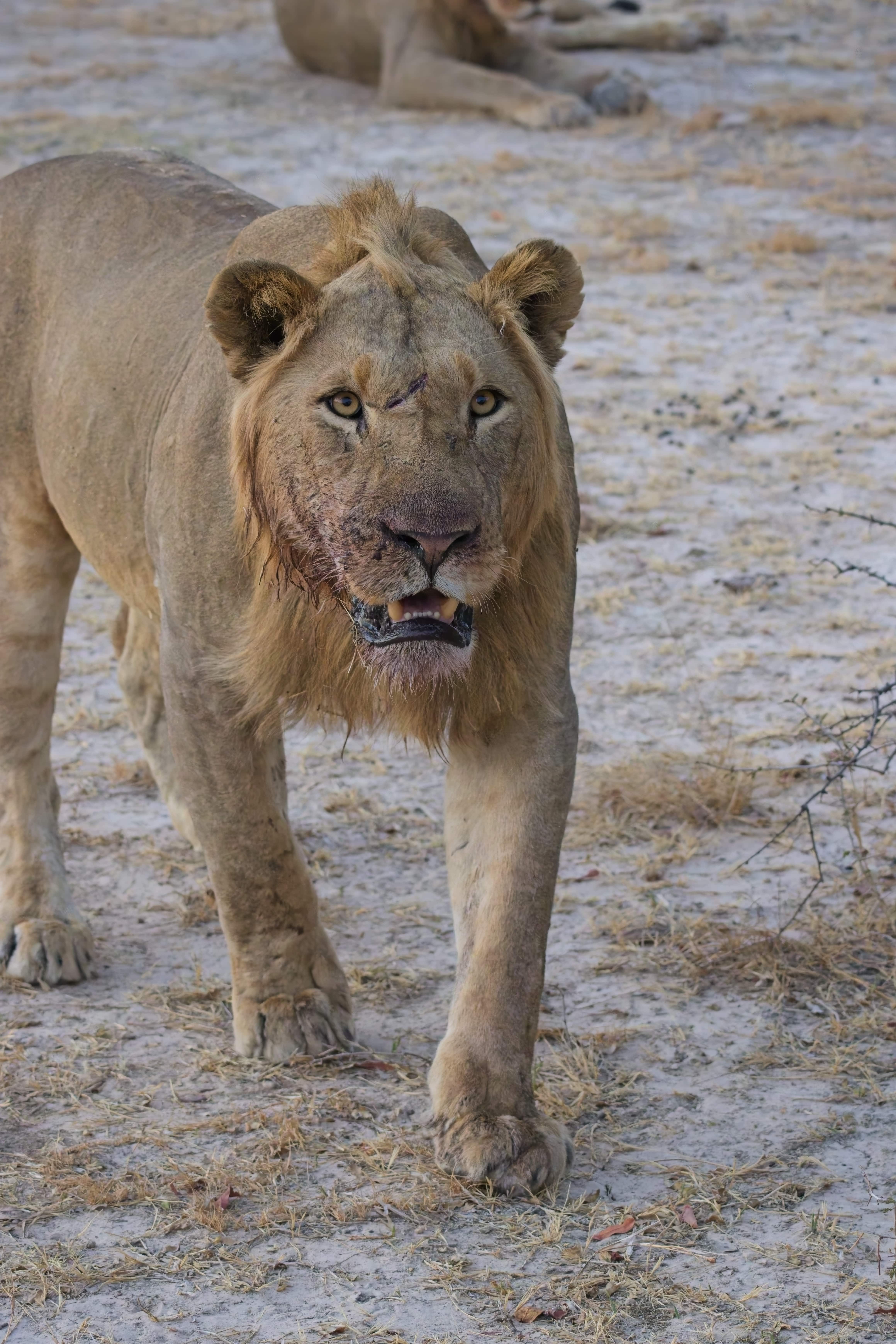 Lion prowling closer