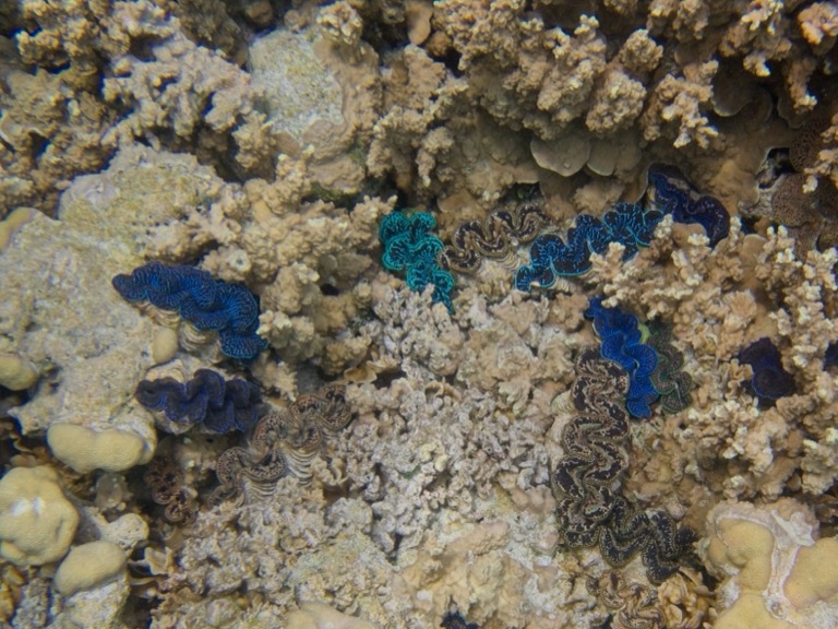 Colorful Small Giant Clams