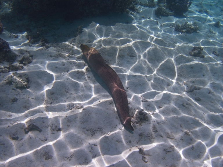 Moray Eel
