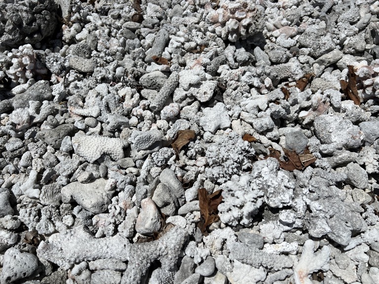 Broken Coral