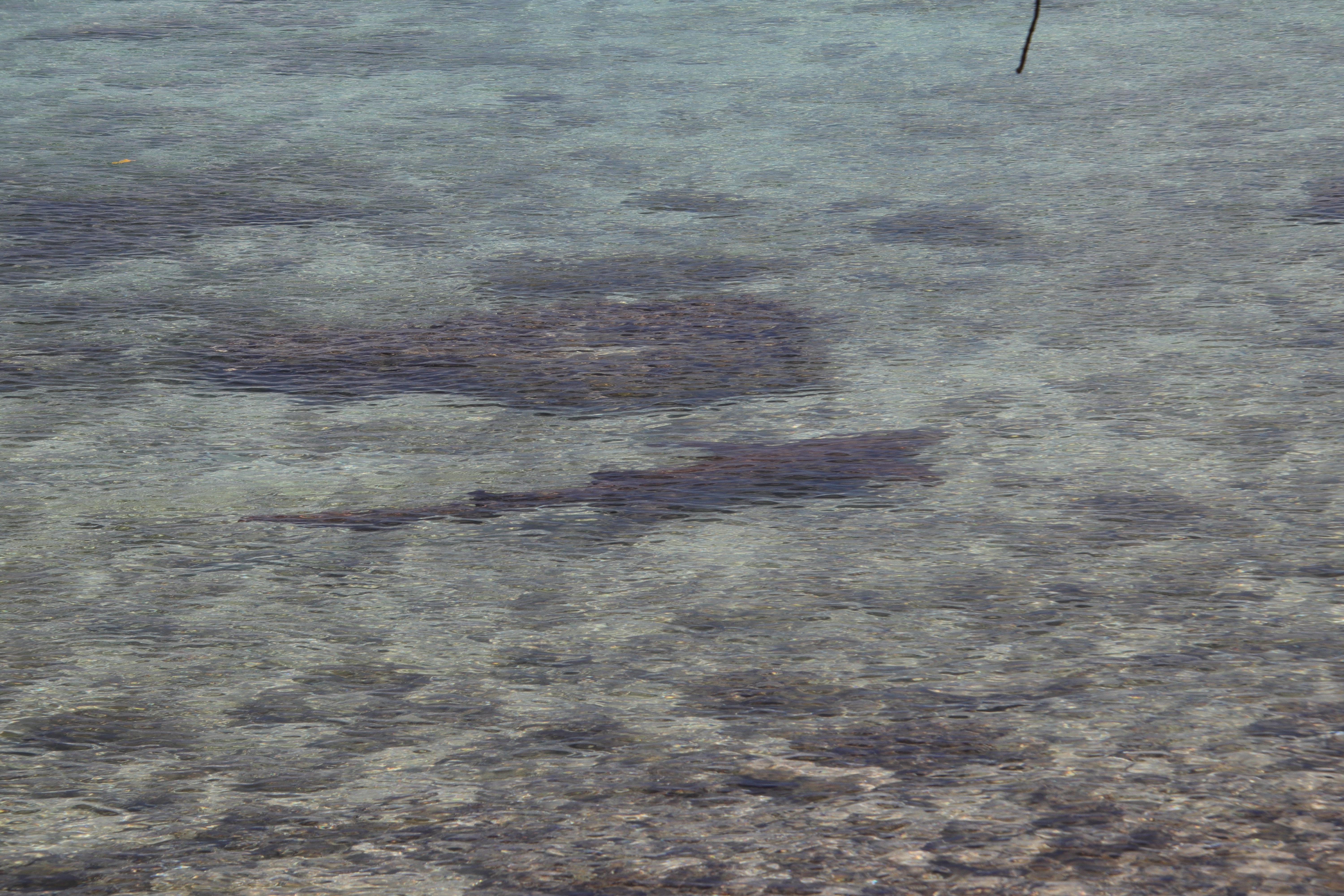 Black-tipped shark
