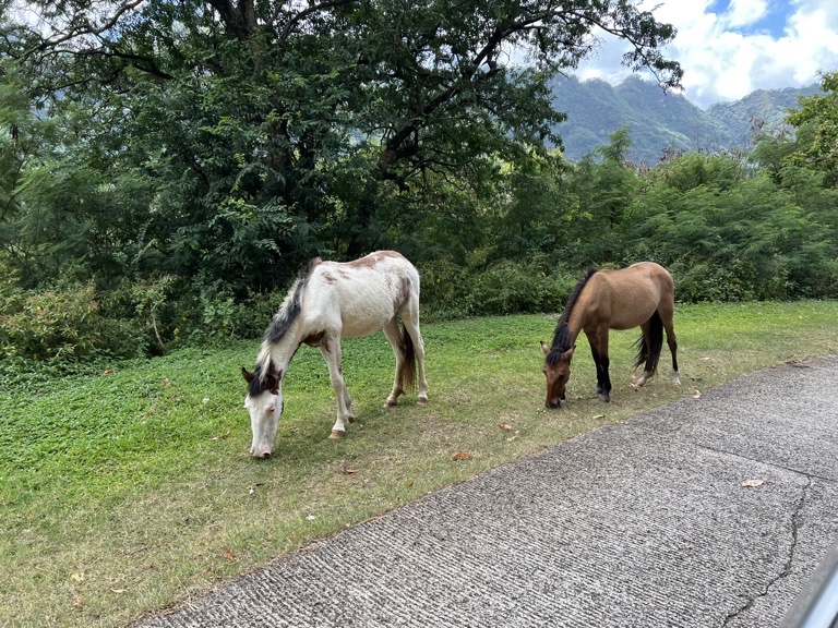 Wild Horses