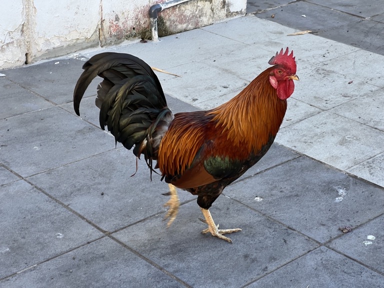 Red Junglefowl