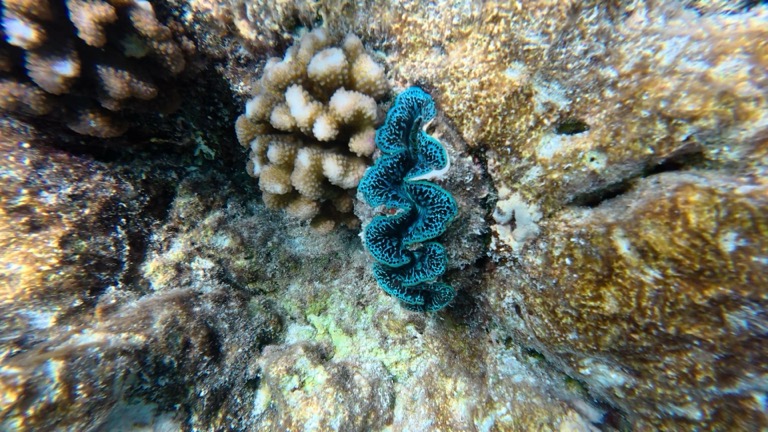 Small Giant Clam