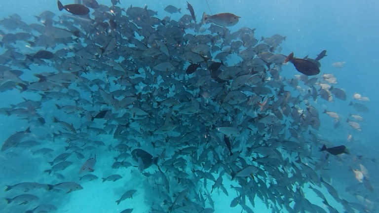 Lots of Common Snappers