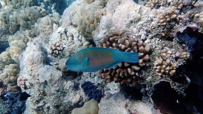 Parrotfish
