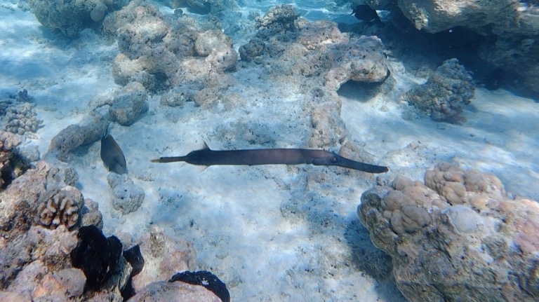 Pacific Trumpetfish