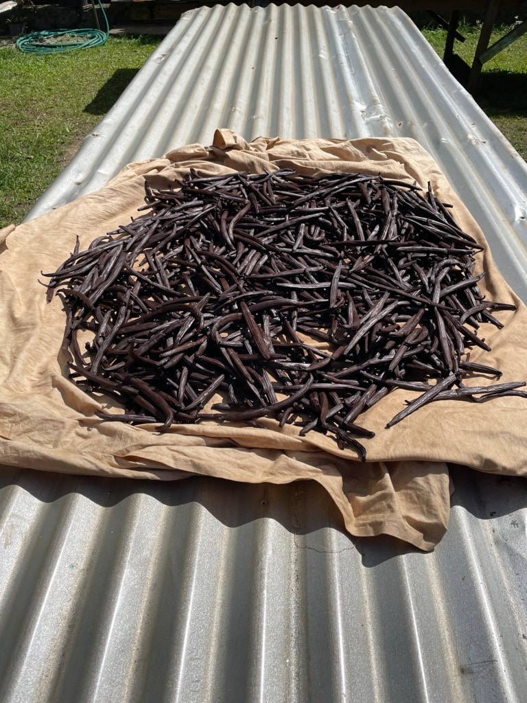 Vanilla Drying
