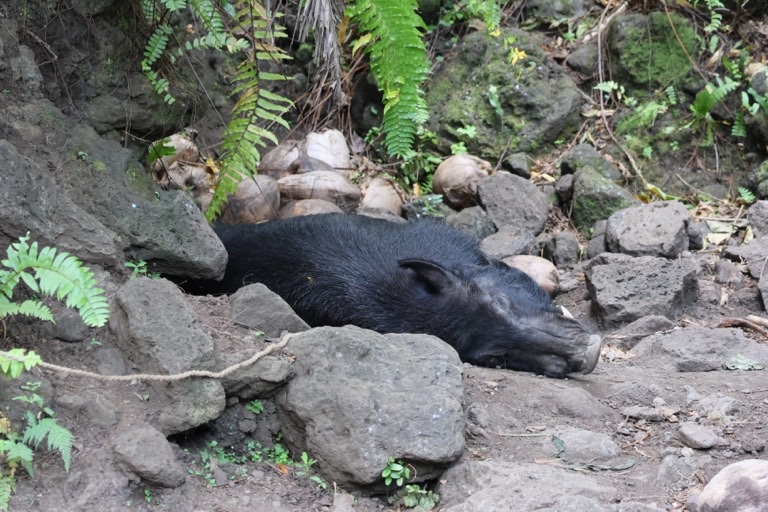 Pig