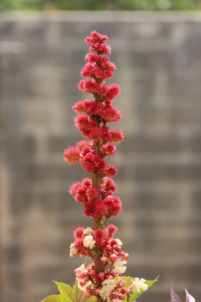 Castor Oil plant