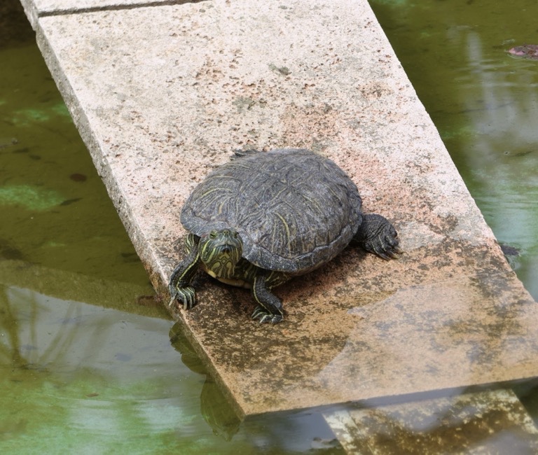 Red Slider Turtle in the garden