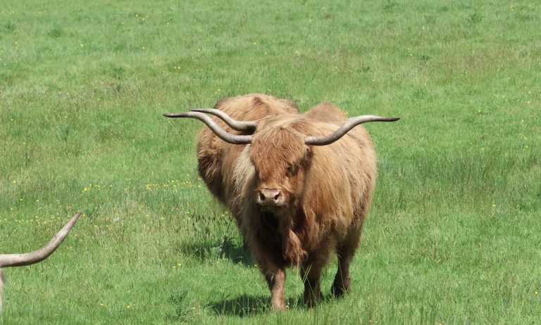 Highland Cattle