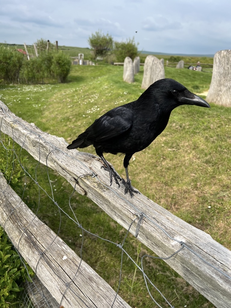 Carrion Crow on fence behind the cake table