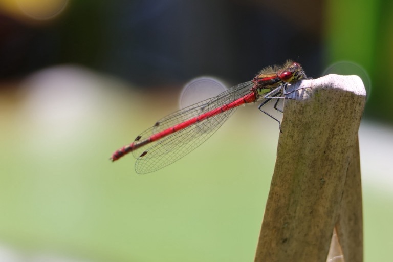 Large Red Damselfly