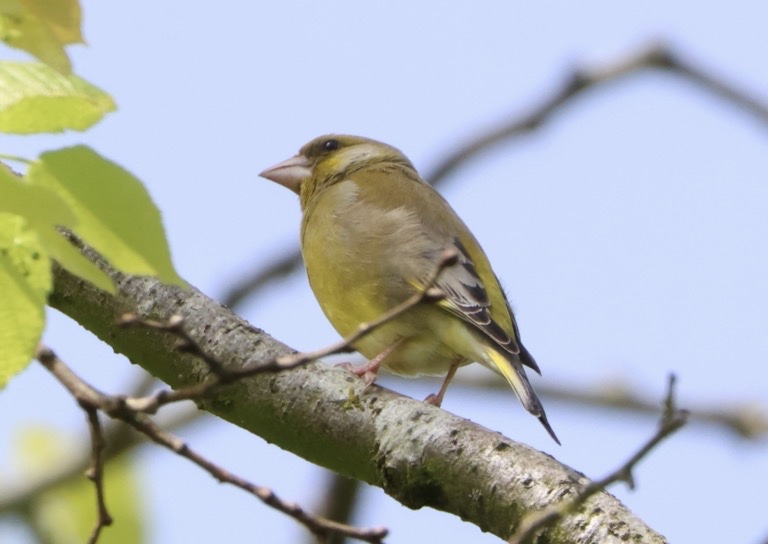 Greenfinch