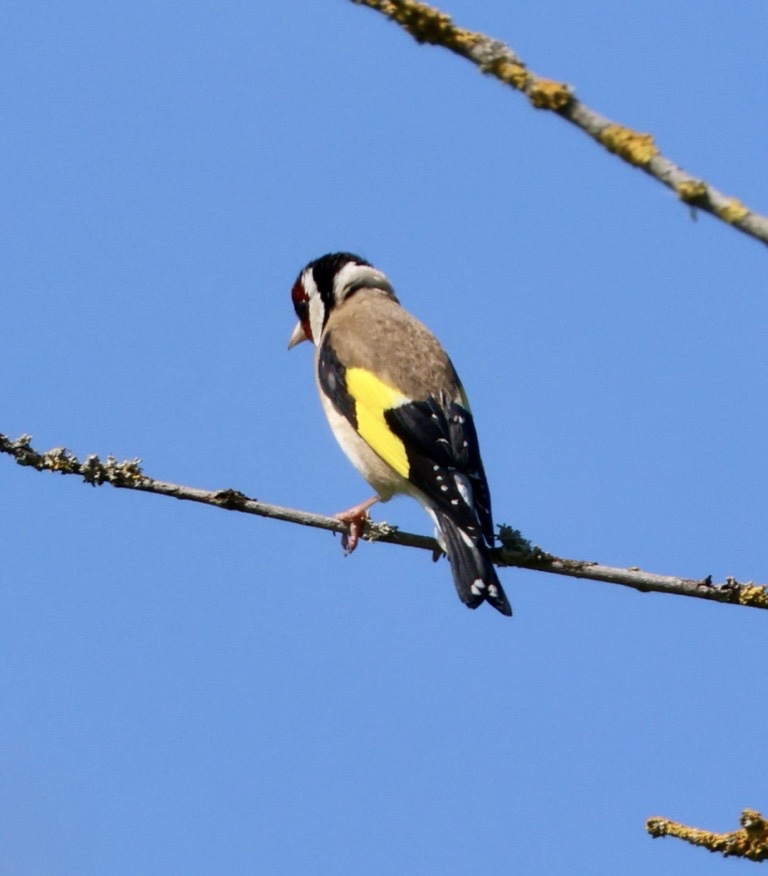 European Goldfinch