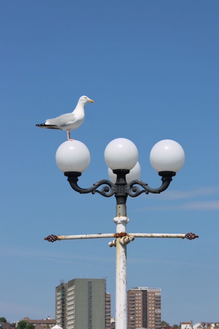 Herring Gull