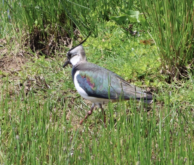 Northern Lapwing