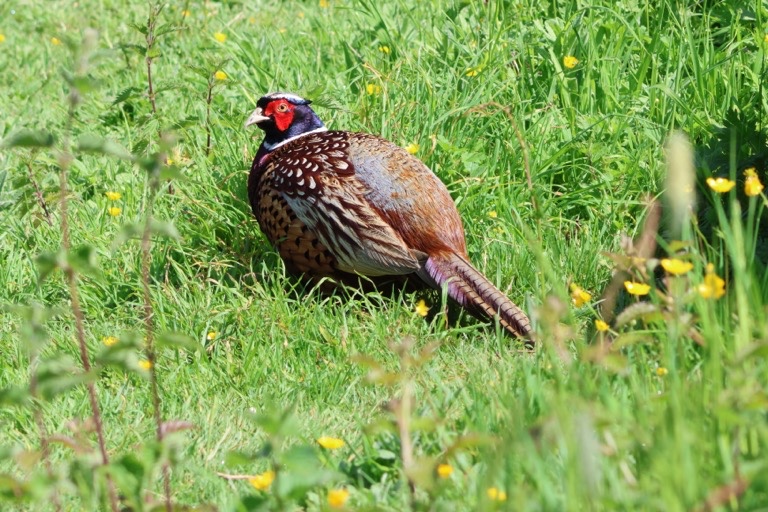 Ring-necked Pheasant