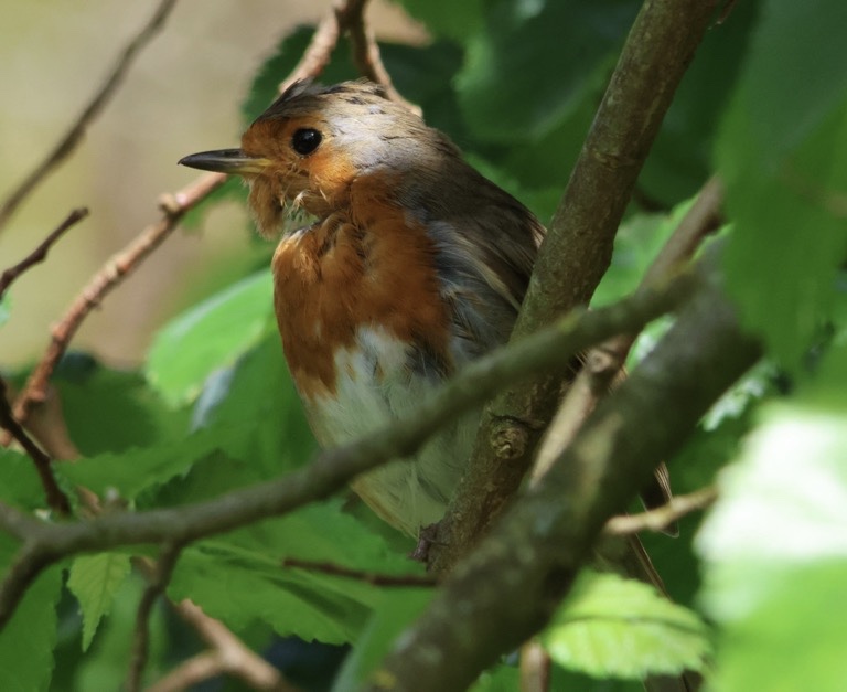 European Robin