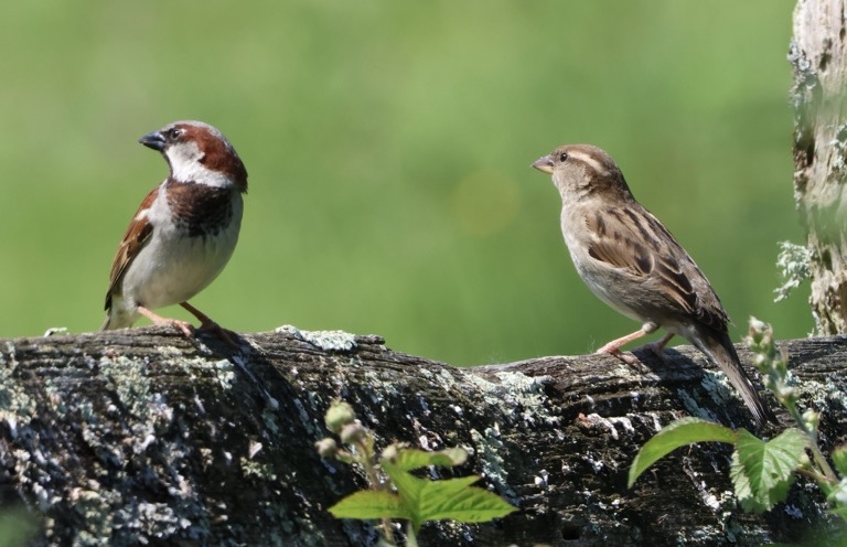 House Sparrow pair