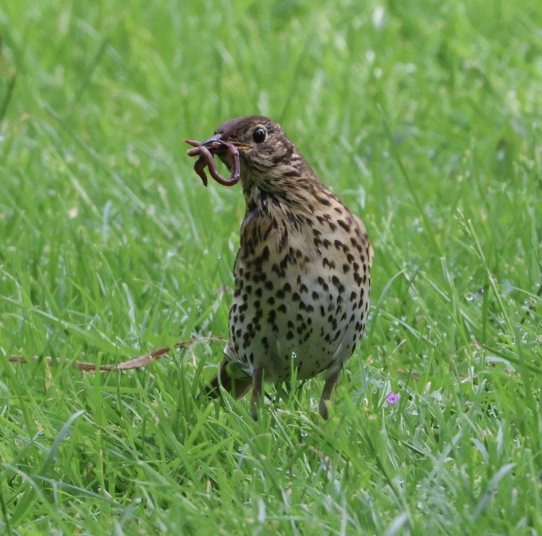 Song Thrush