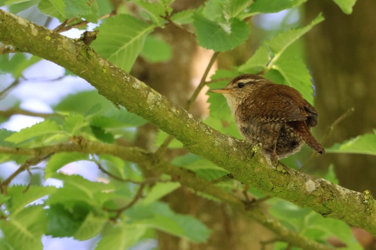 Eurasian Wren